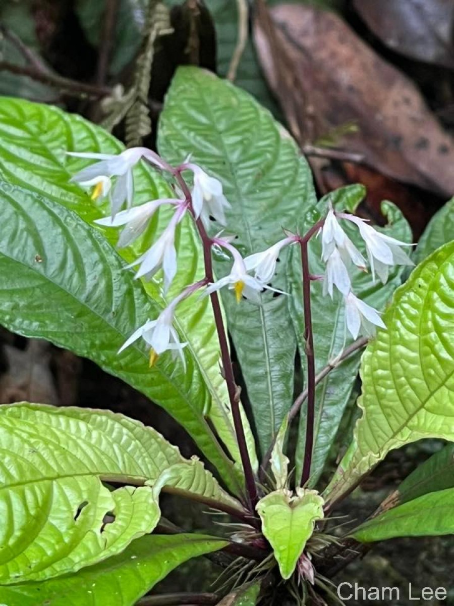 Neurocalyx gardneri Thwaites